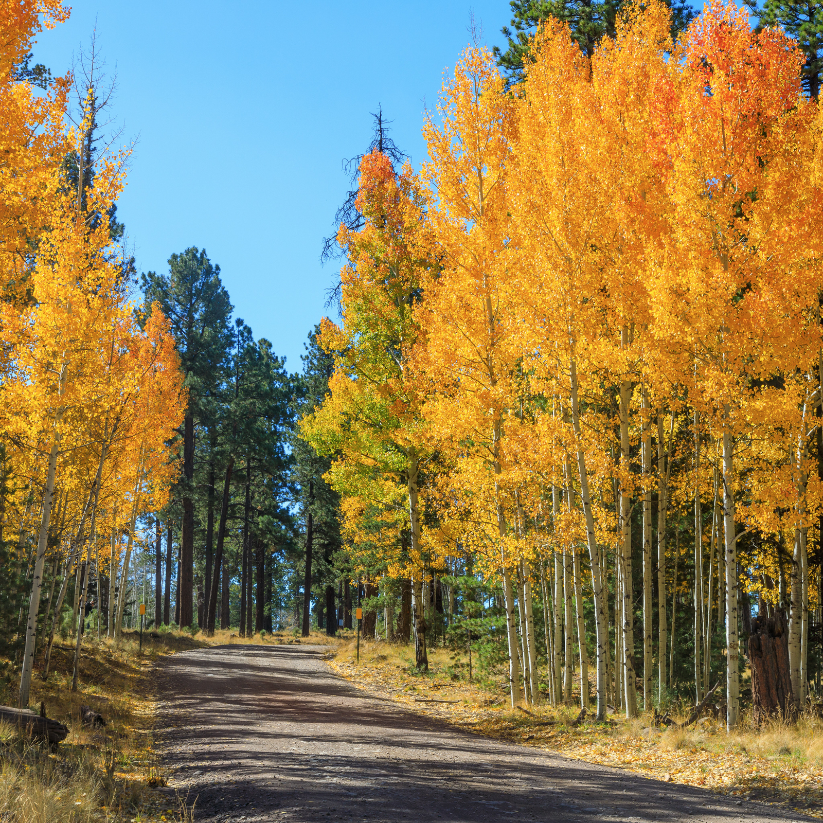 7 Fantastic Things To Experience In Arizona’S White Mountains In The Fall 